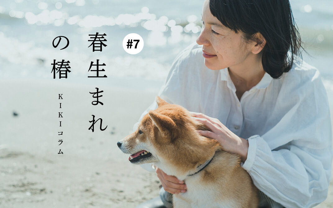 柴犬ライフ,kiki,モデル