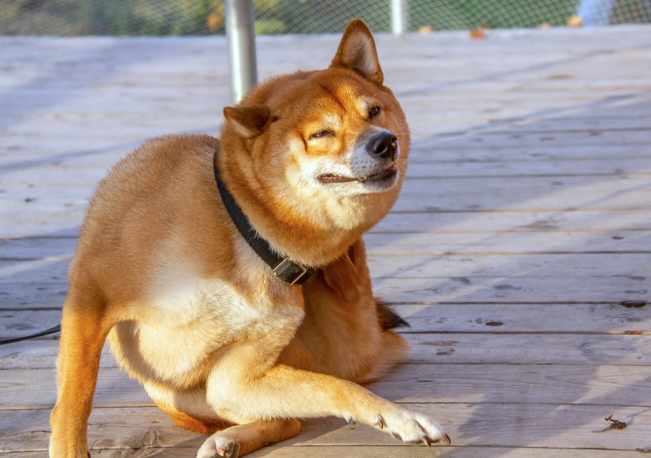 柴犬,外耳炎,ネプトラ