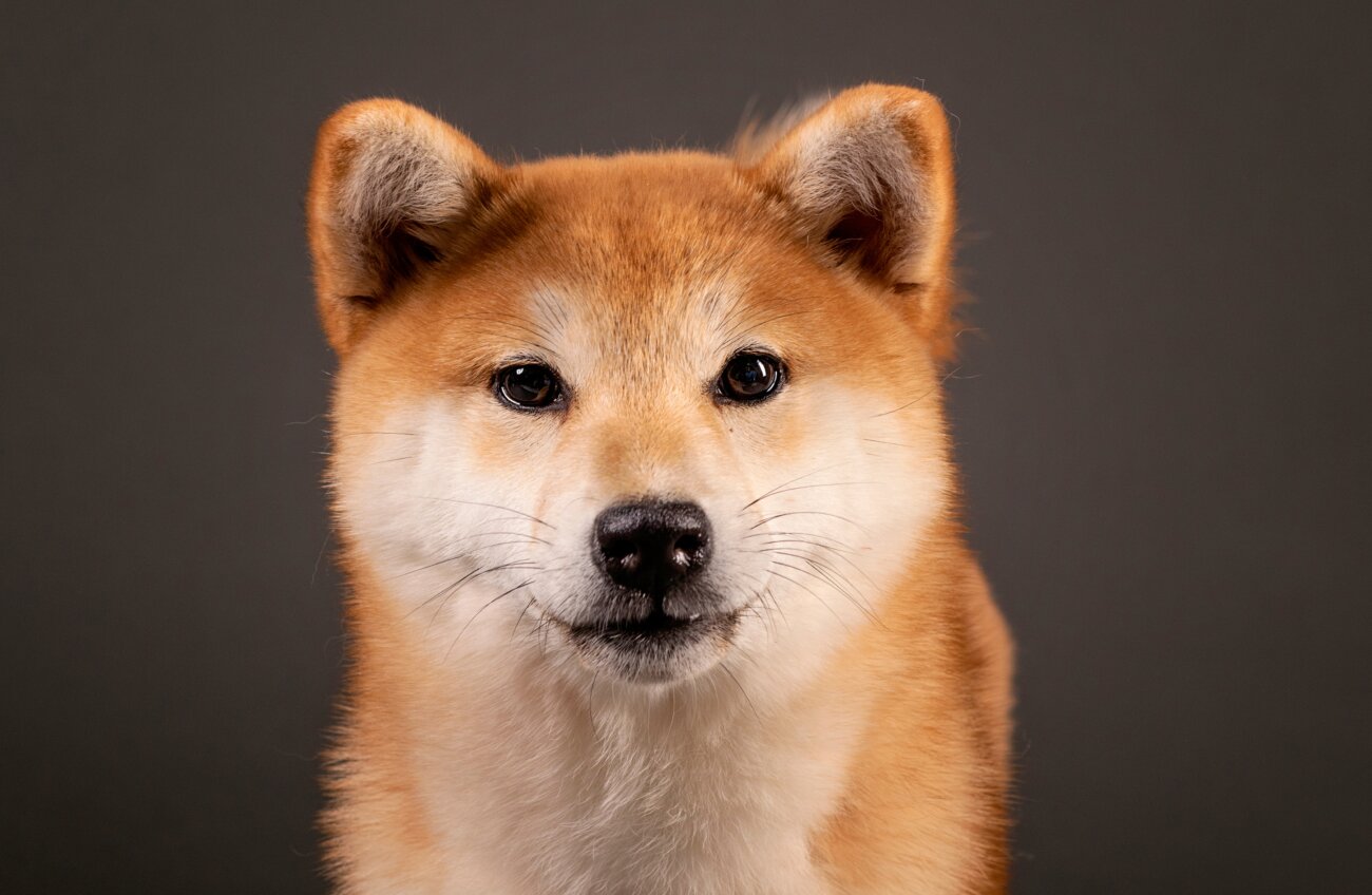 柴犬,外耳炎,ネプトラ