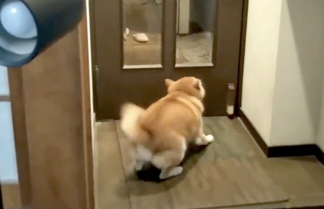 柴犬,動画