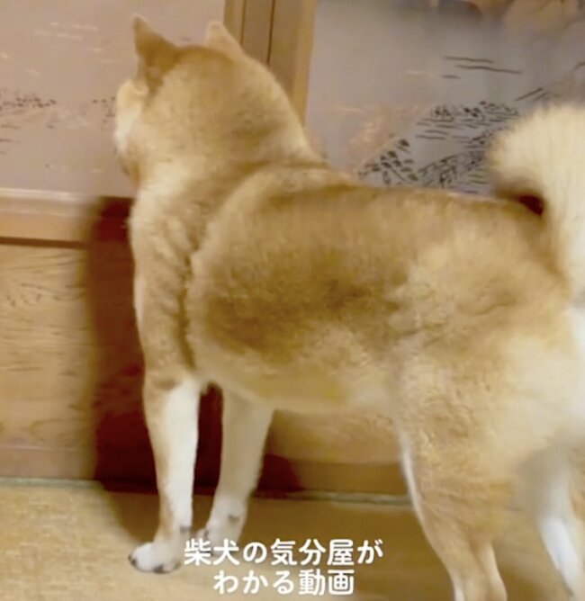 柴犬,動画
