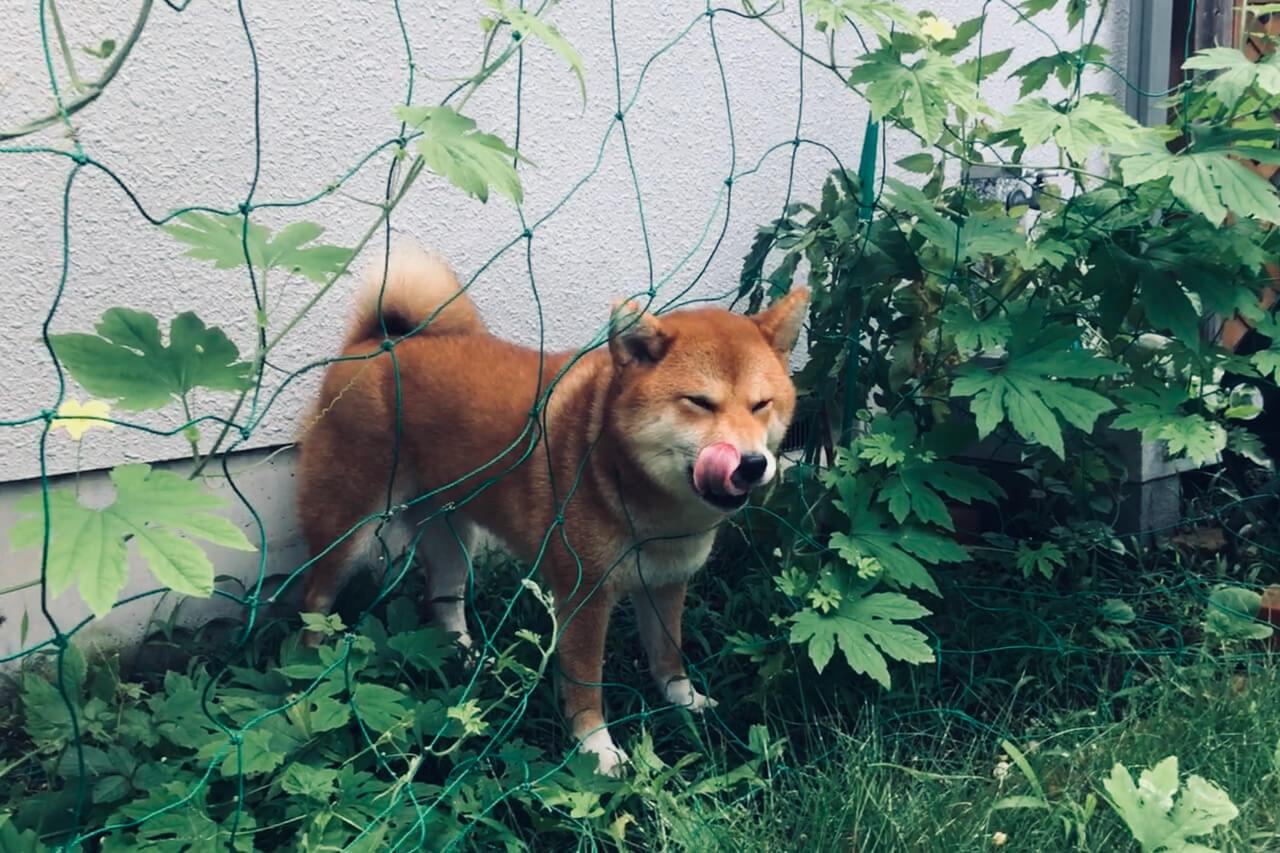 柴犬ライフ,kiki,モデル