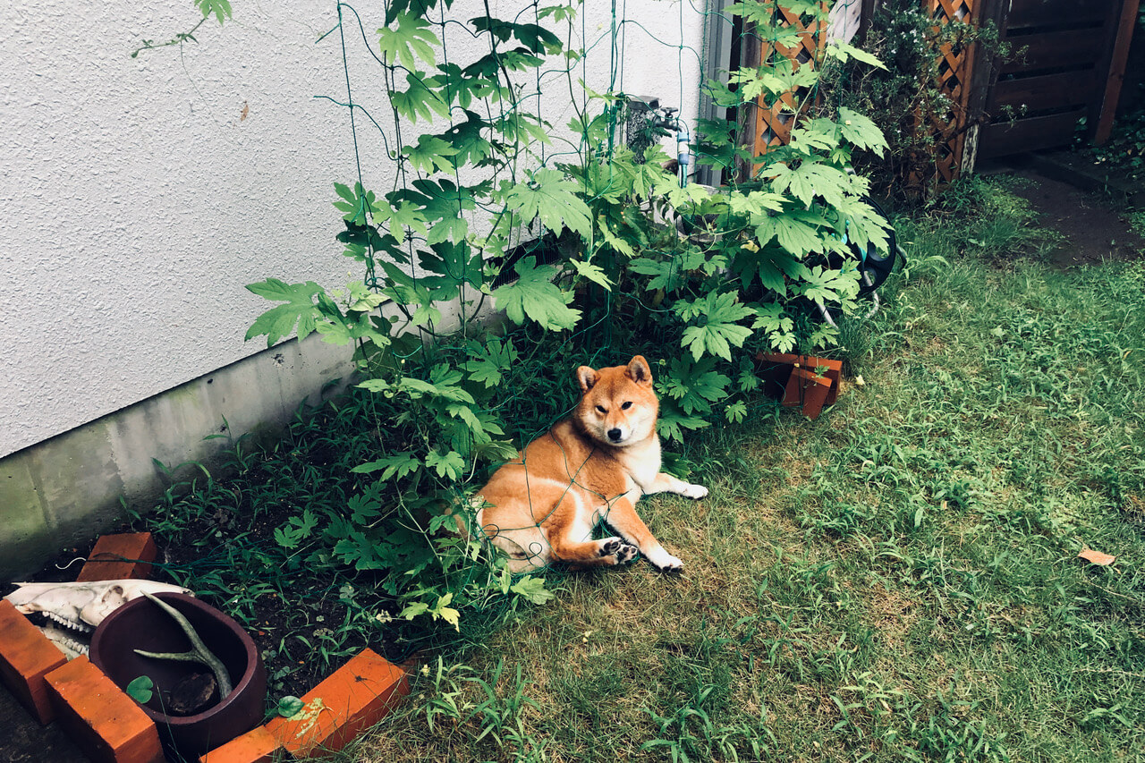 柴犬ライフ,kiki,モデル