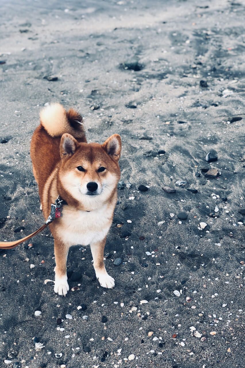 柴犬ライフ,kiki,モデル