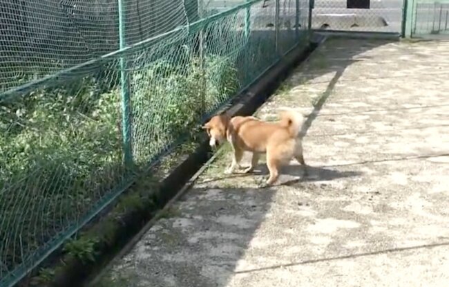 柴犬,動画