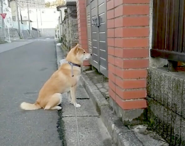 柴犬,動画