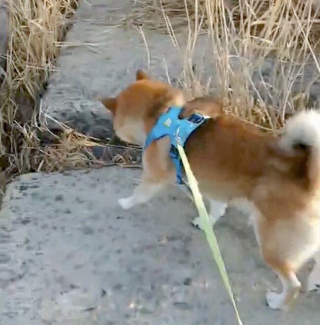 柴犬,動画