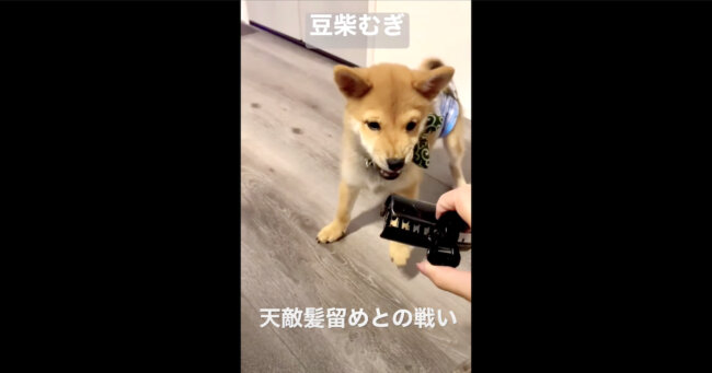柴犬,YouTube
