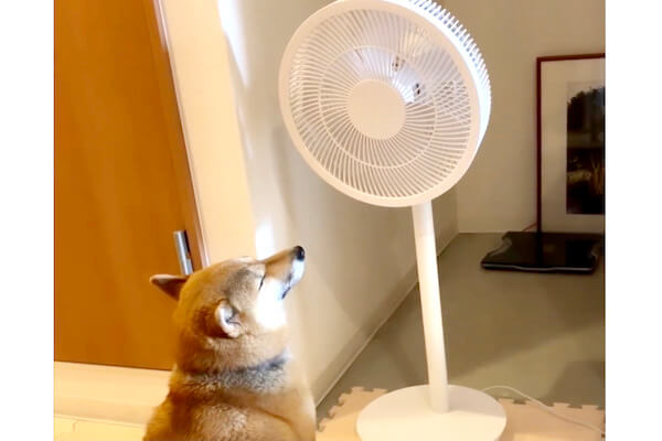 扇風機の前を陣取りウットリ顔の柴犬。よく見たら電源入ってなくて爆笑