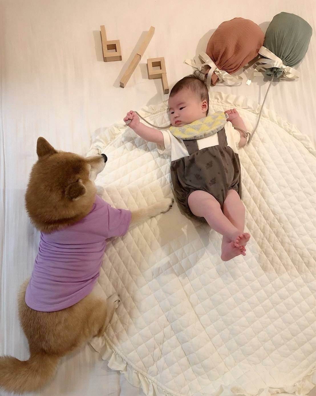 柴犬ライフ,アキナ山名,おまめ