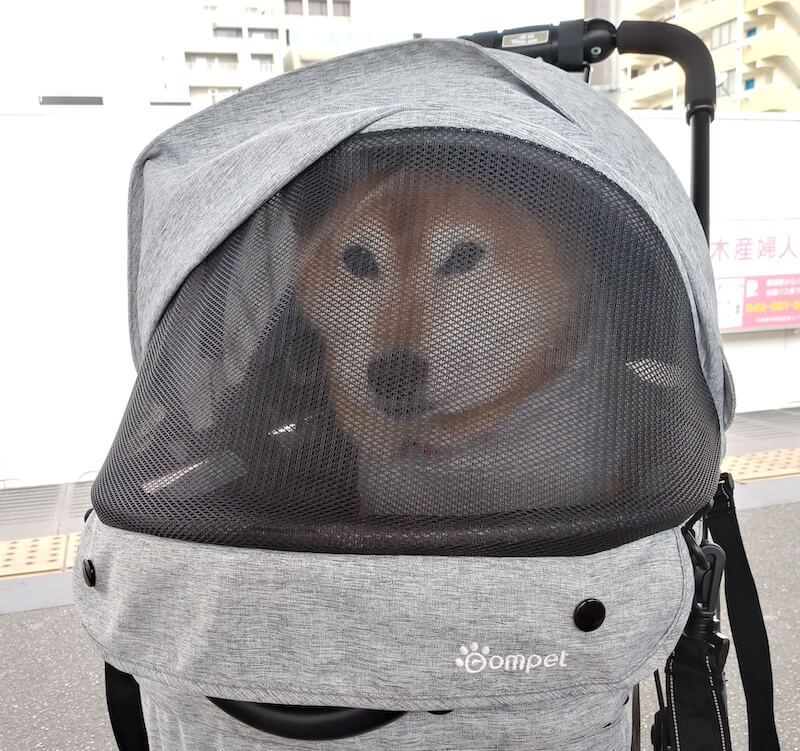 柴犬