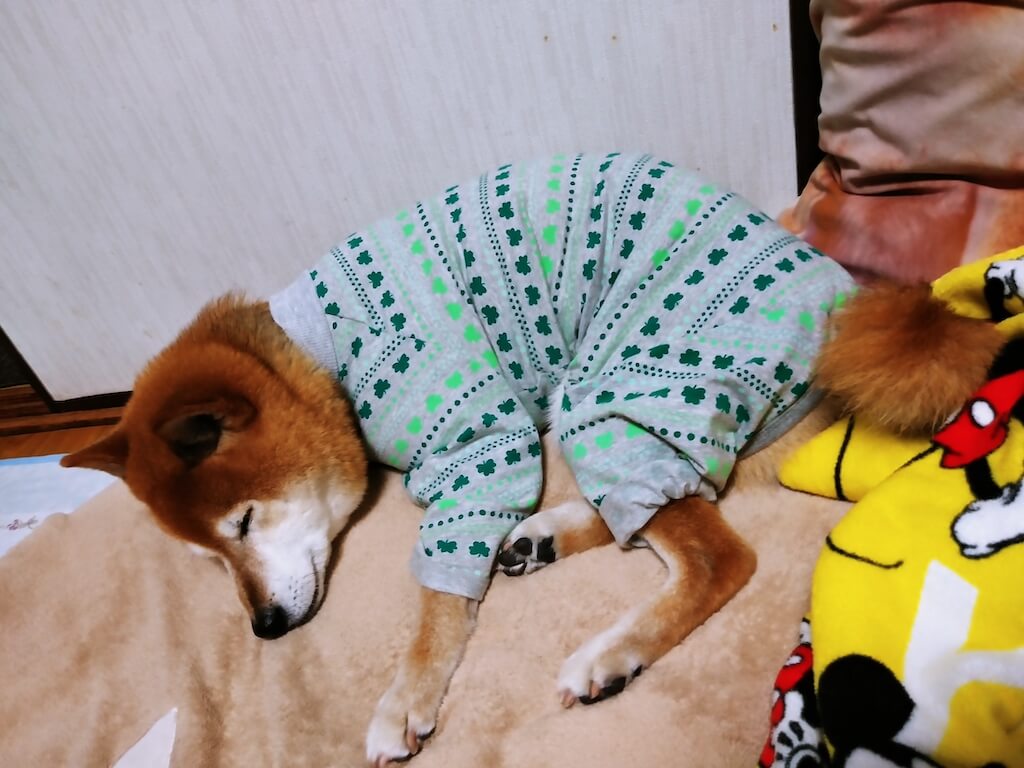柴犬