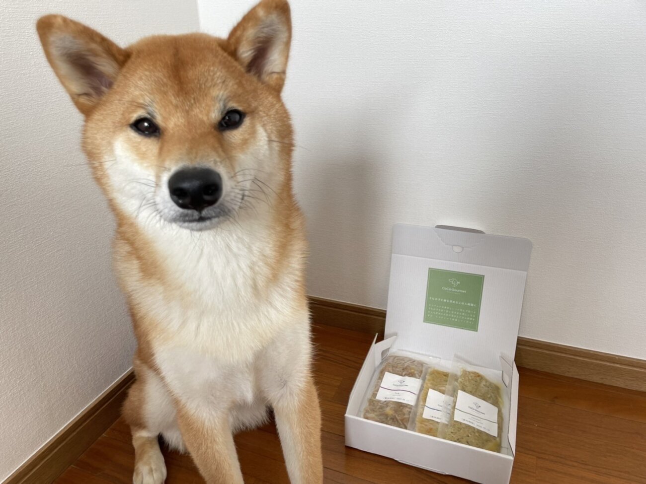 柴犬,ココグルメ