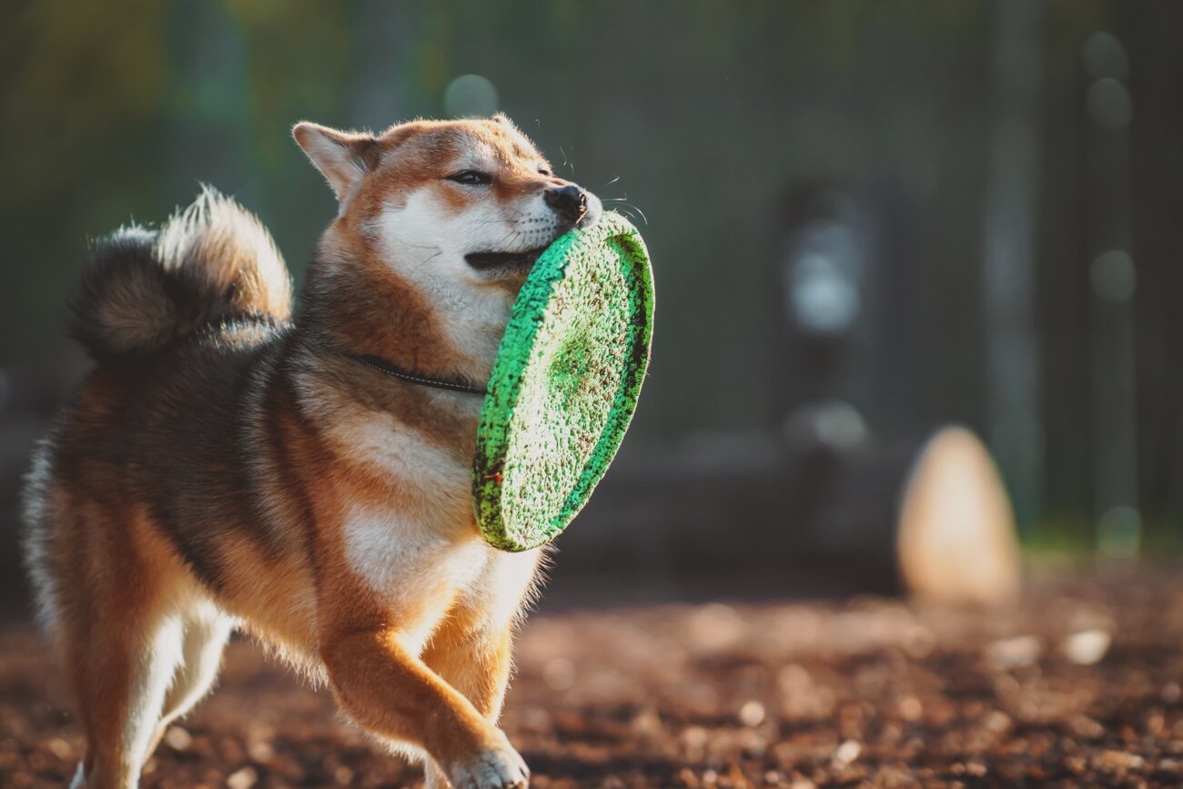 柴犬,ココグルメ,フレッシュフード