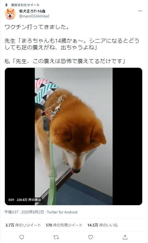 柴犬