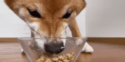 柴犬,ココグルメ,フレッシュフード