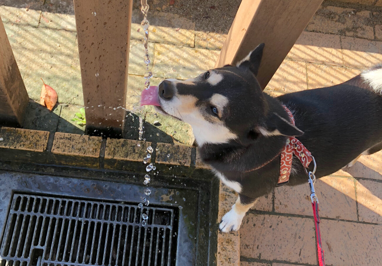 柴犬,ココグルメ,フレッシュフード