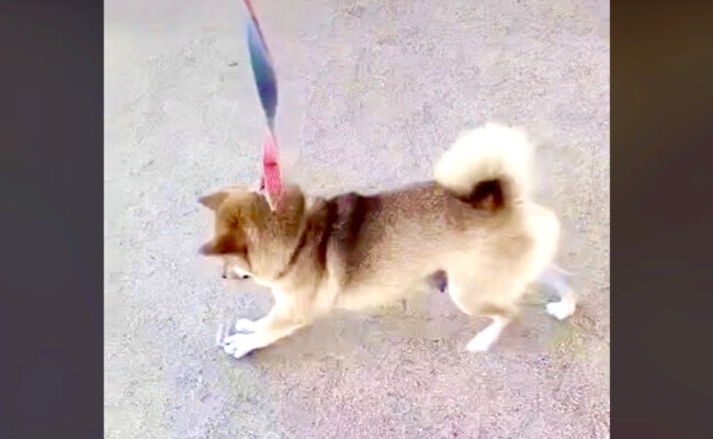 柴犬,動画