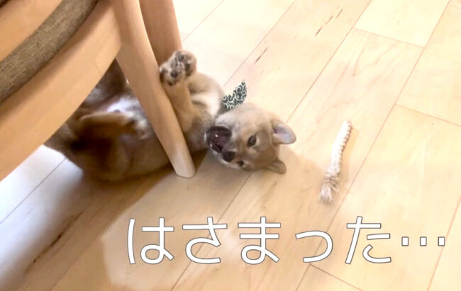 柴犬,YouTube