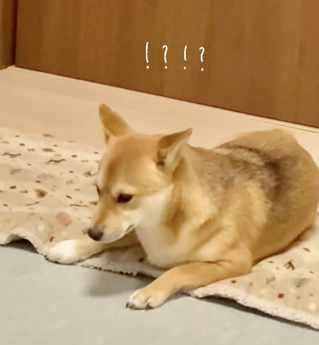 柴犬,動画