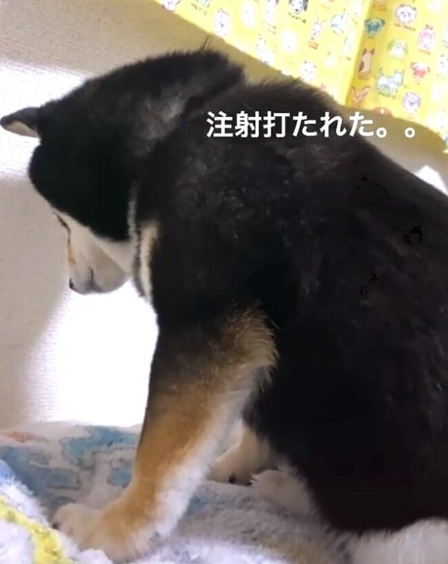 柴犬,動画