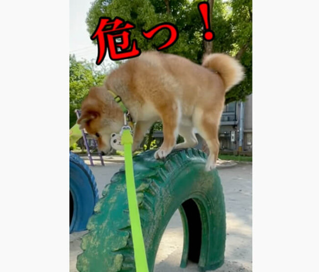 柴犬,YouTube