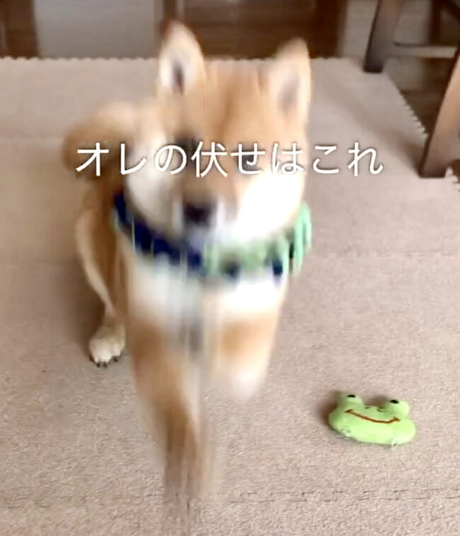 柴犬,動画