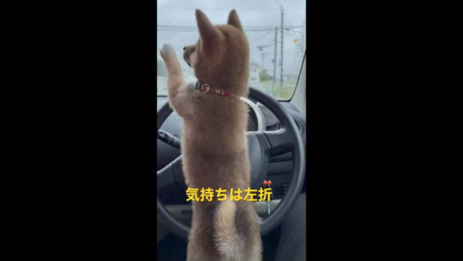 柴犬,YouTube