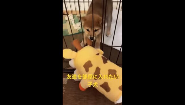 柴犬,YouTube