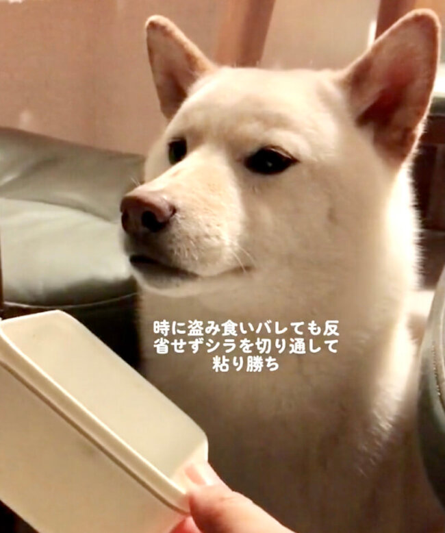 柴犬,動画