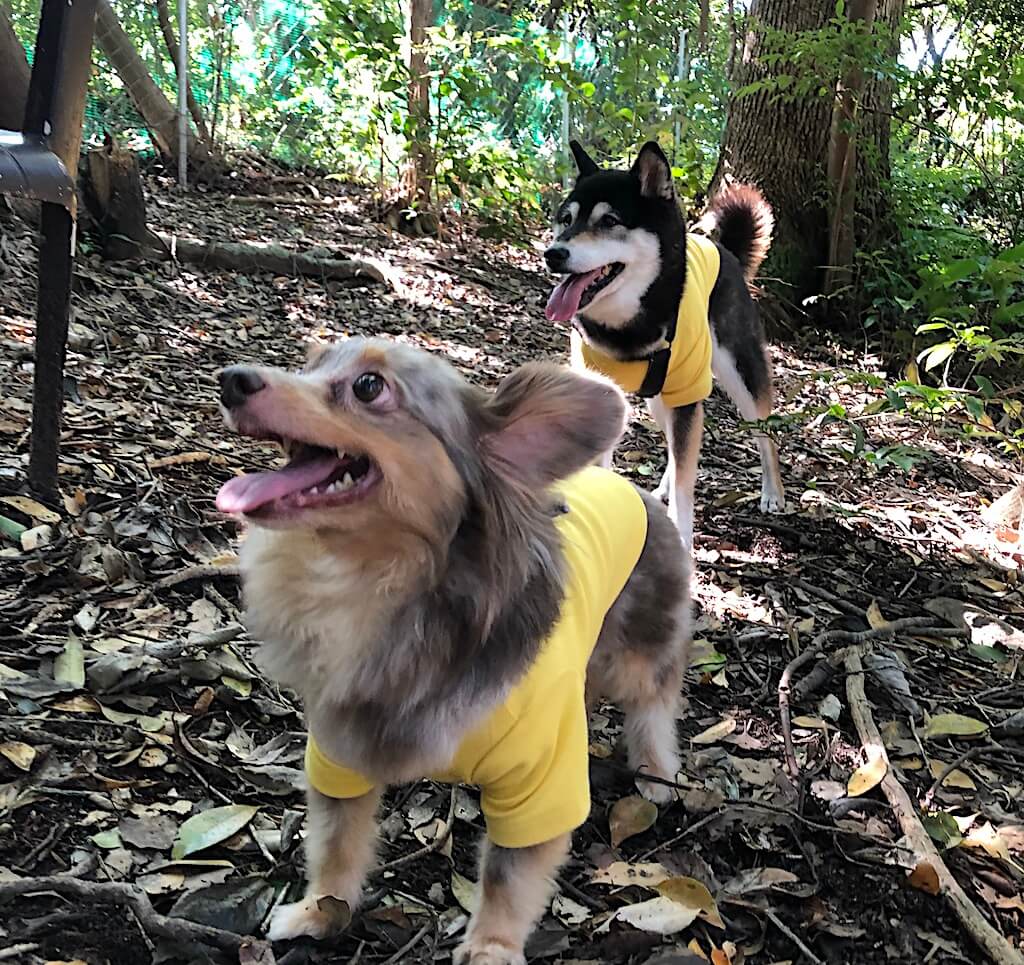 柴犬とチワックス