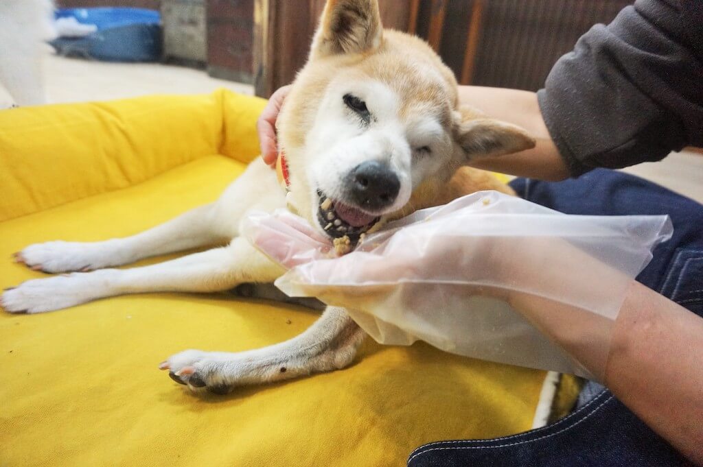 柴犬,老犬介護