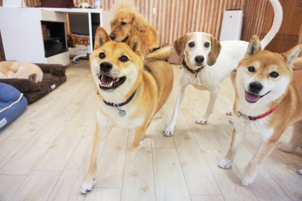 ペットホテルで過ごす柴犬