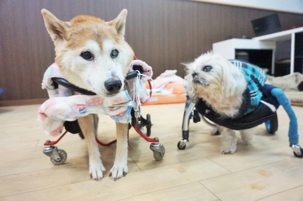 車椅子の柴犬