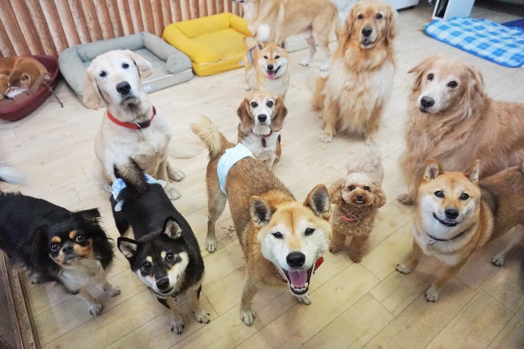 柴犬,ゴールデンリトリーバー,トイプードル