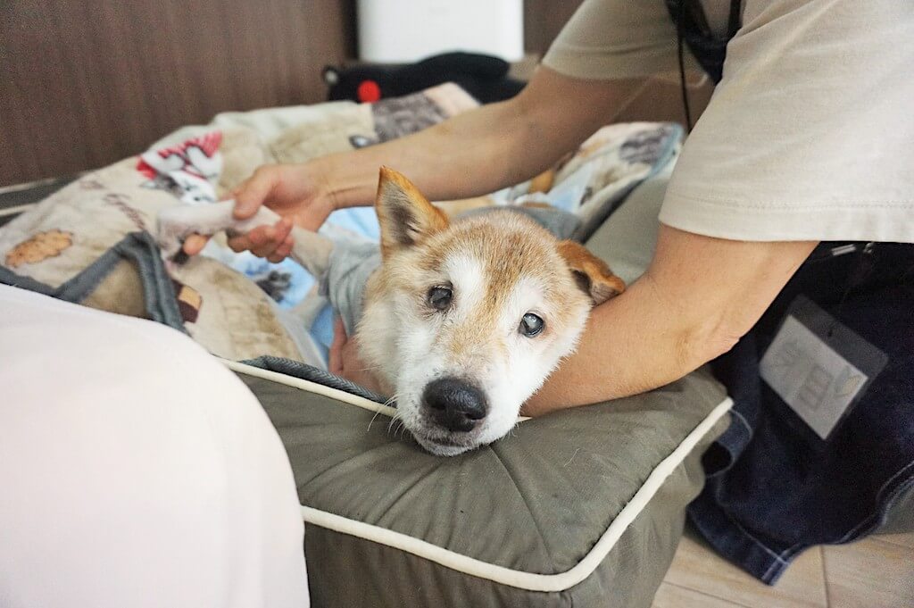 柴犬,老犬介護