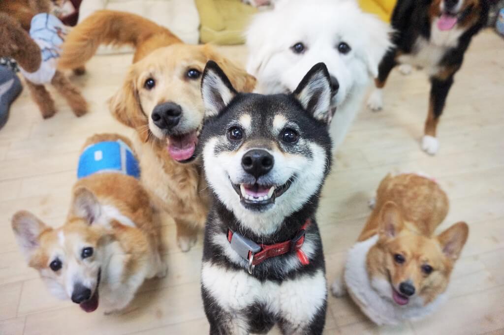 柴犬,ゴールデンリトリーバー,トイプードル