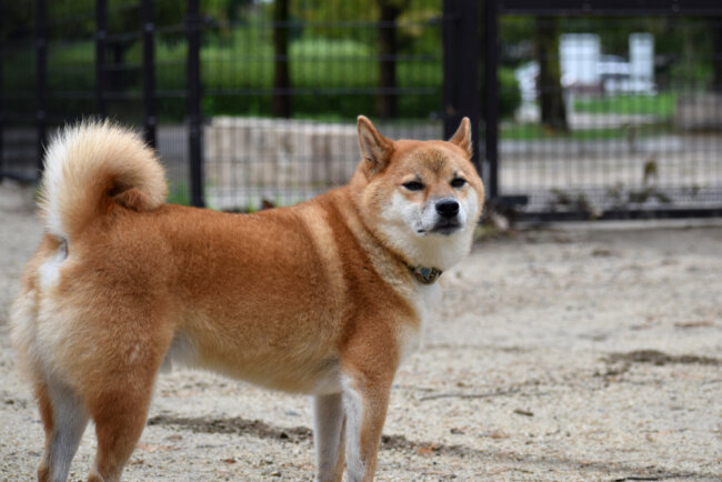 柴犬,マイクロチップ,迷子