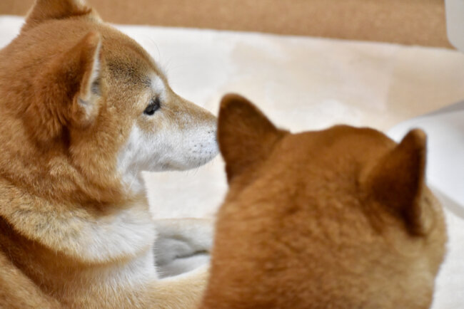 柴犬,マイクロチップ,迷子