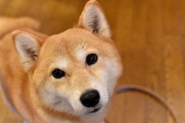 柴犬,マイクロチップ,迷子