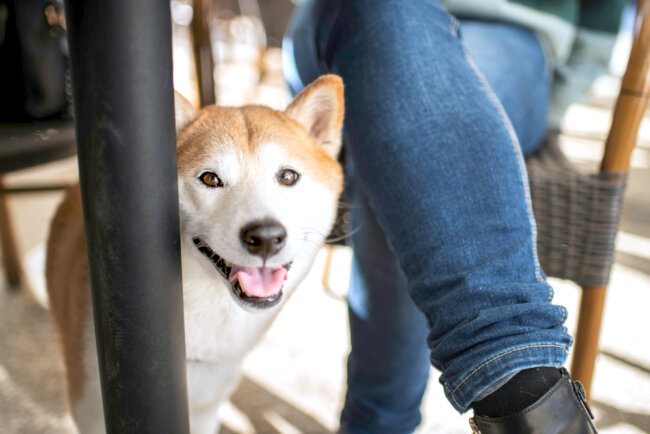 柴犬,マイクロチップ,迷子