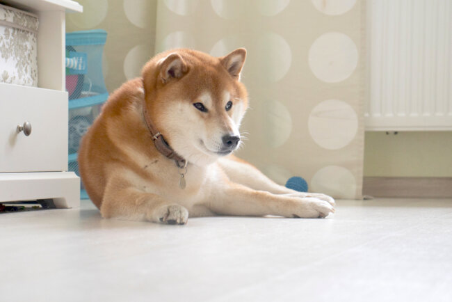 柴犬,マイクロチップ,迷子