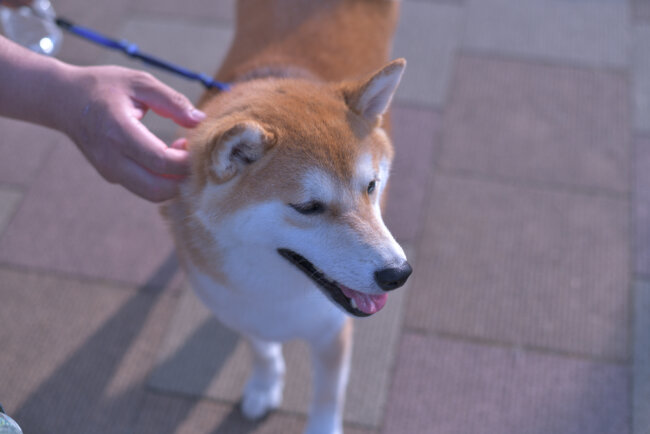 柴犬,マイクロチップ,迷子