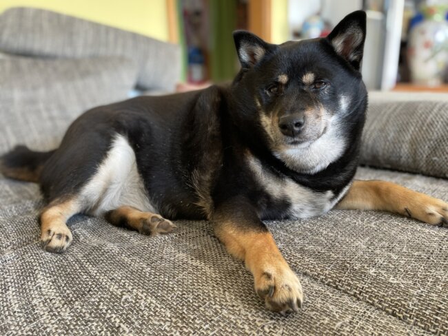 柴犬,マイクロチップ,迷子