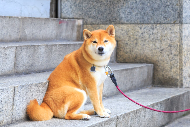 柴犬,マイクロチップ,迷子