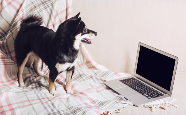 柴犬,マイクロチップ,迷子