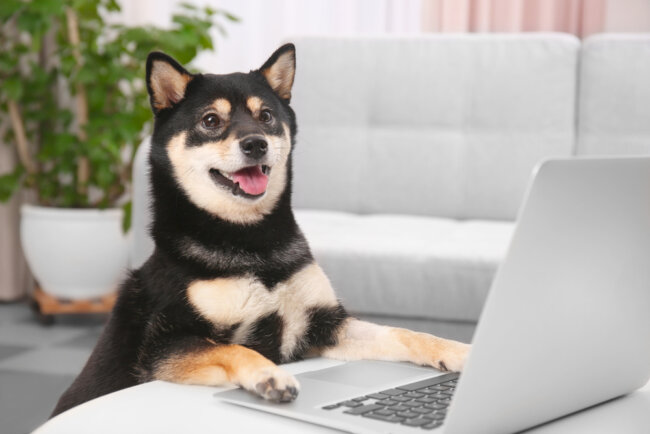 柴犬,マイクロチップ,迷子