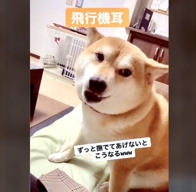 柴犬,動画
