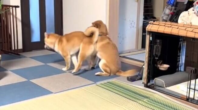 柴犬,動画