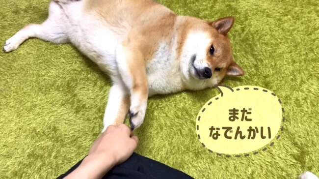 柴犬,YouTube